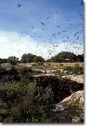 Bats flying out of Devils Sinkhole. Bats flying out of Devils Sinkhole.