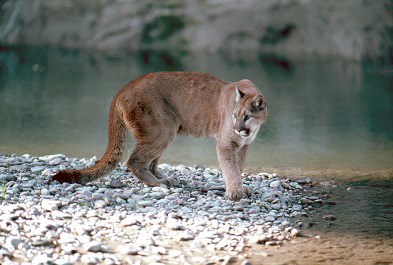 Mountain lion in front of river. The identifiable feature is its tail, which is two-thirds the length of its body. The cat is a tawny color.