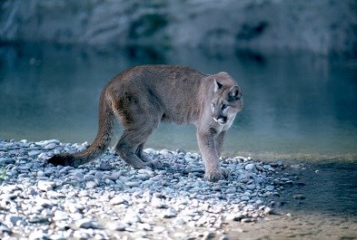 mountain lion