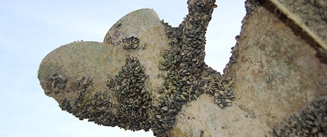 Quagga mussels infest a boat propeller at Lake Mead Quagga mussels infest a boat propeller at Lake Mead