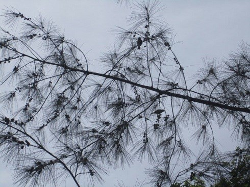 Australian Pine