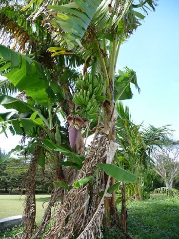 NPS