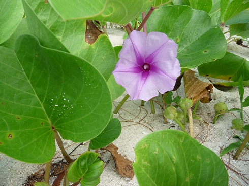 Beach Morning Glory