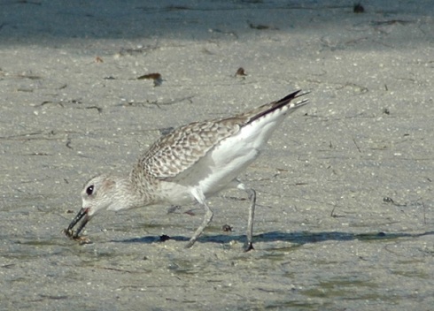 Common Sandpiper
