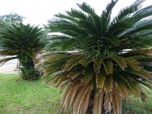 Cycad