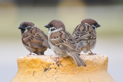 Eurasian Tree Sparrows