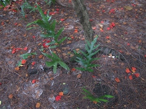 Fern