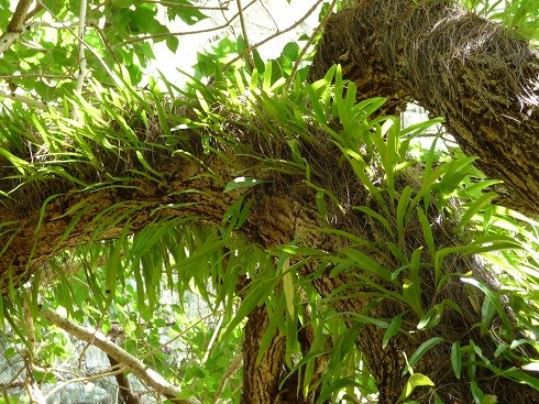 Fern