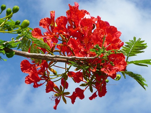 Flame Tree