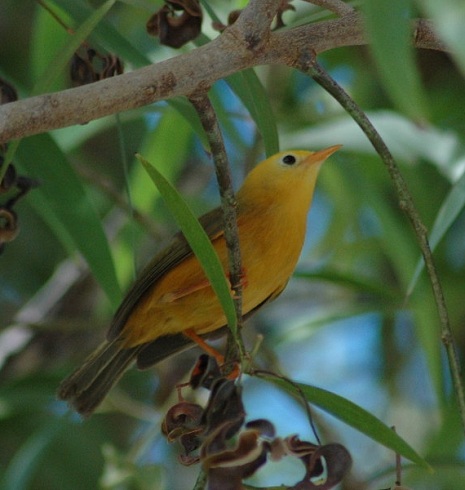 Golden White Eye