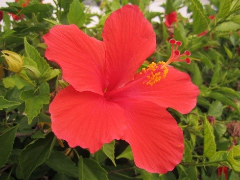 Hibiscus Red Cultivar