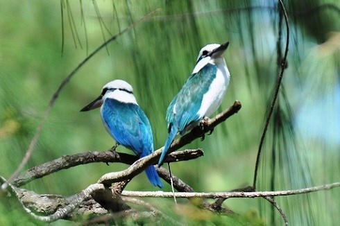 Collared Kingfishers