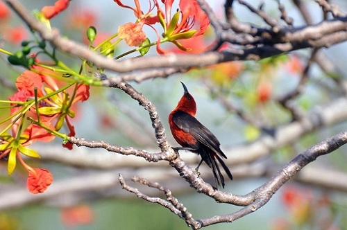 Micronesian Honeyeater