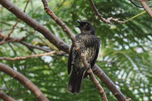 Micronesian Starling