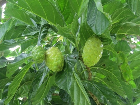 Noni