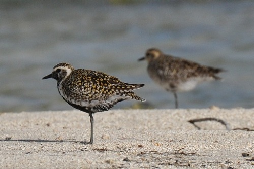 Pacific Golden Plover