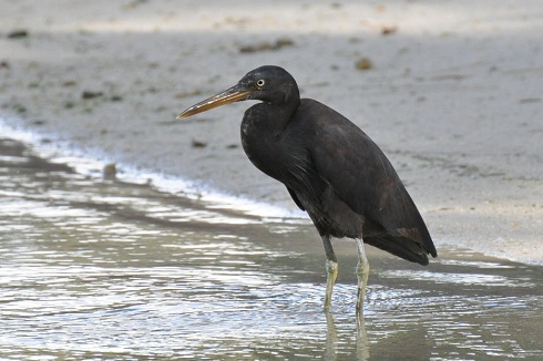 Pacific Reef Heron