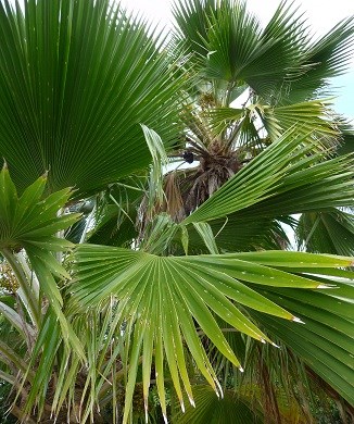 Palm