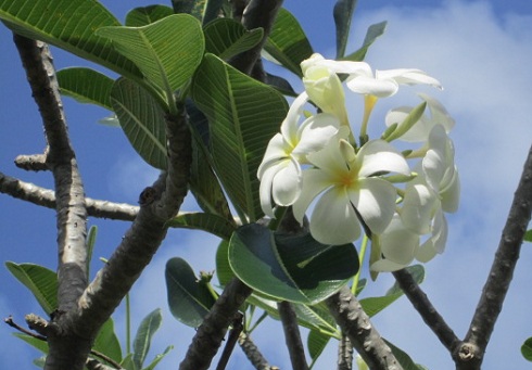Plumeria