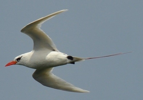 Red Tailed Tropic Bird
