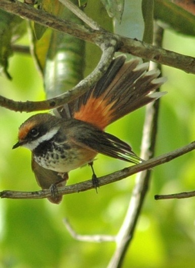 Rufous Fantail