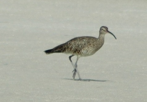 Whimbrel