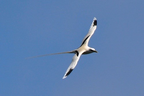White Tailed Tropic Bird