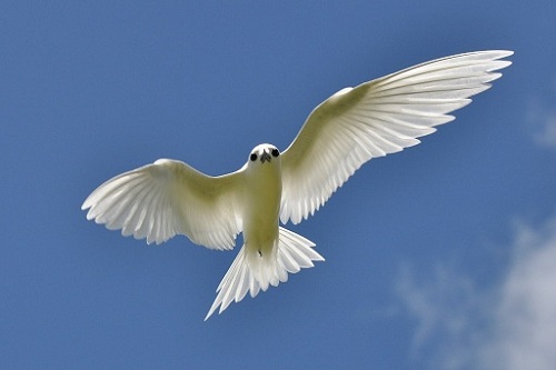White Tern