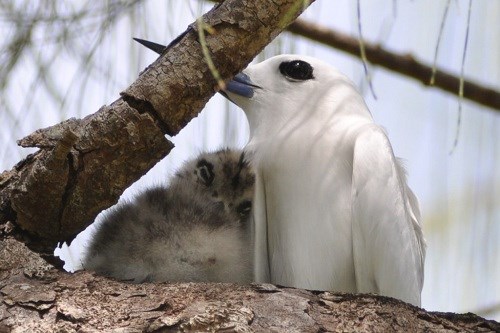 White Tern with Chick