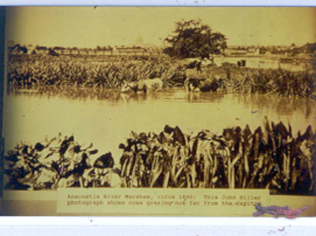 Cattle graze in the historic marsh of the Anacostia River.