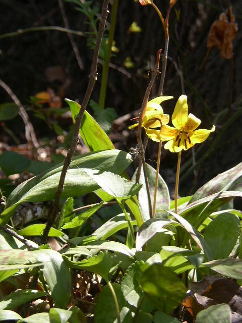 Troutlily, one of the native plants impacted by global warming.