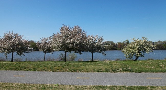 ANAC Nature