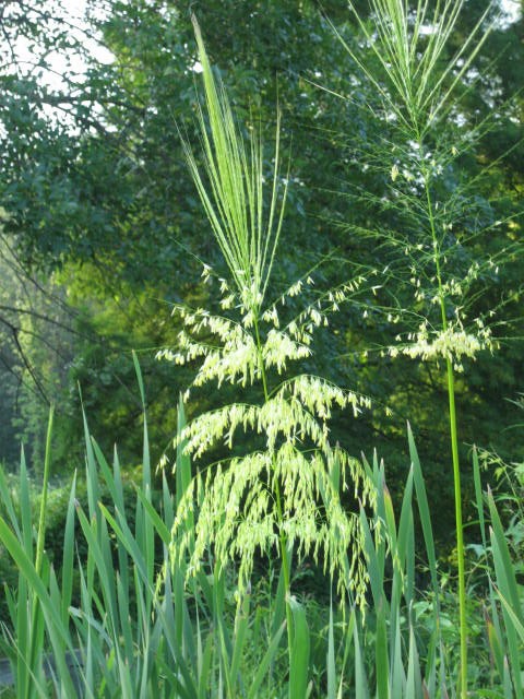 rice in a marsh rice in a marsh