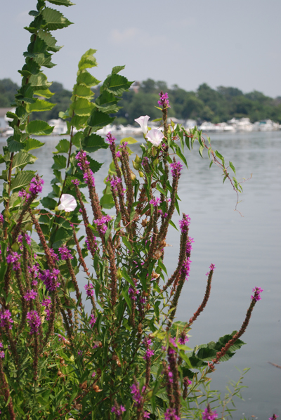 Plants on the Anacostia River shoreline