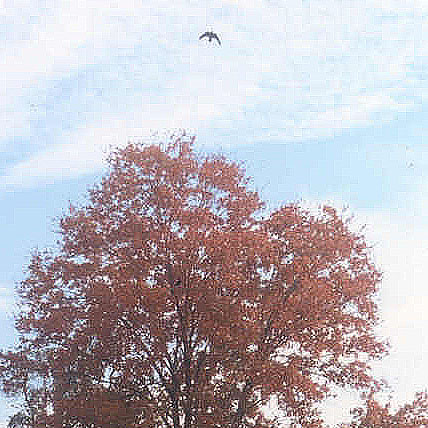 bird and fall color