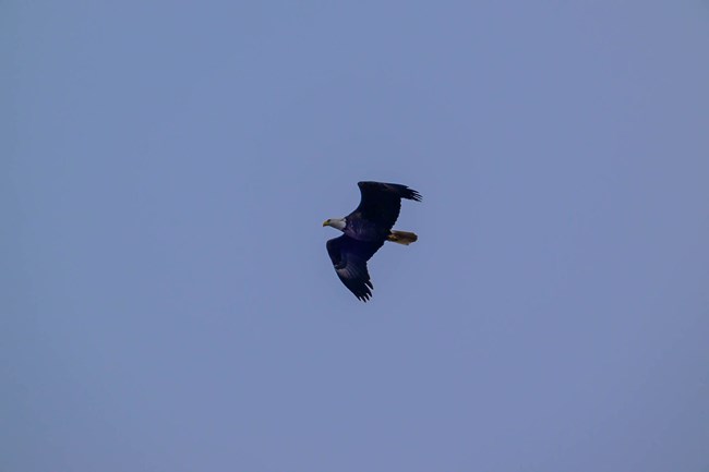 A bald eagle with a white head brown body and white tail soars through the sky