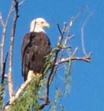 bald eagle