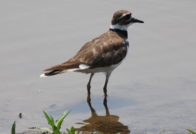 A killdeer stands in shallow water. A killdeer stands in shallow water.