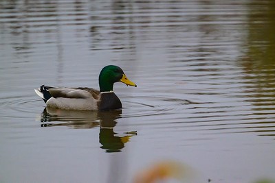 A male mallard with a green head and grey body is wading in the water.