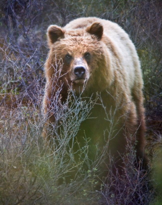 Brown Bear