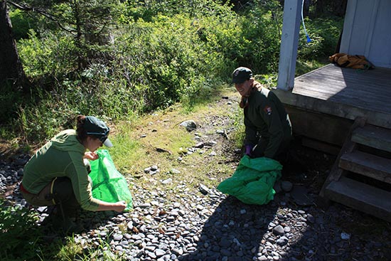 Invasive plant removal