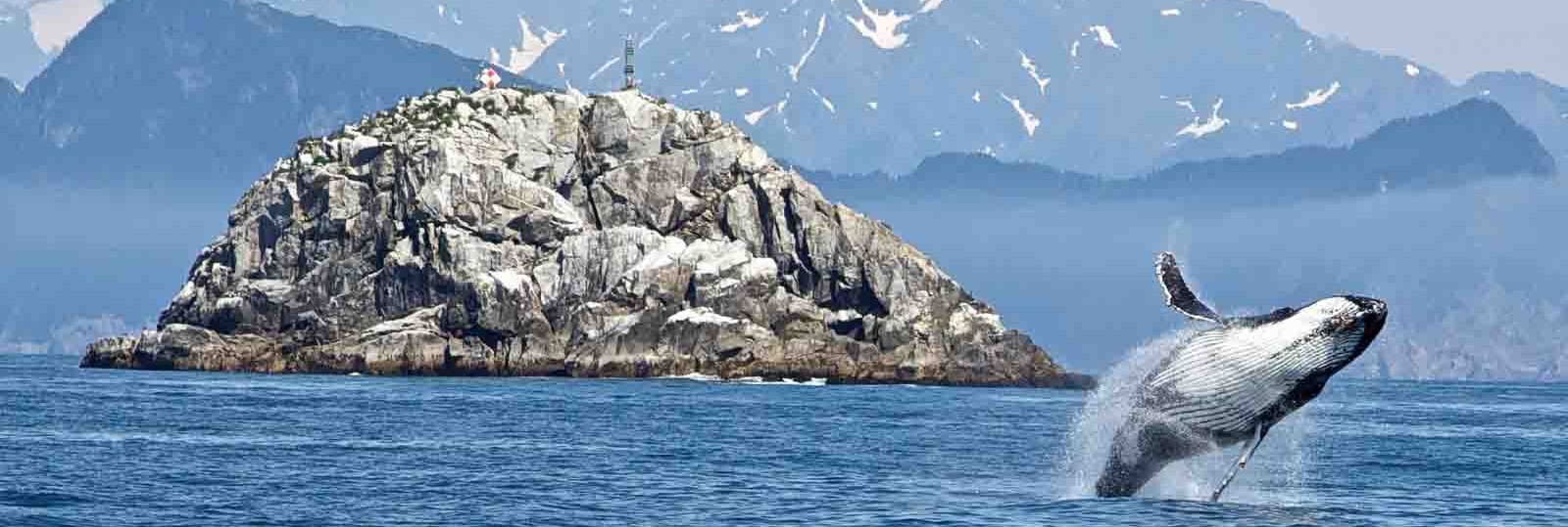 Whale leaping out of water with whiteish island behind and mountains in background.