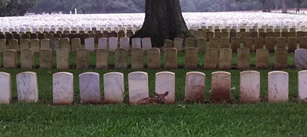 Fawn resting against a row of white marble headstones Fawn resting against a row of white marble headstones