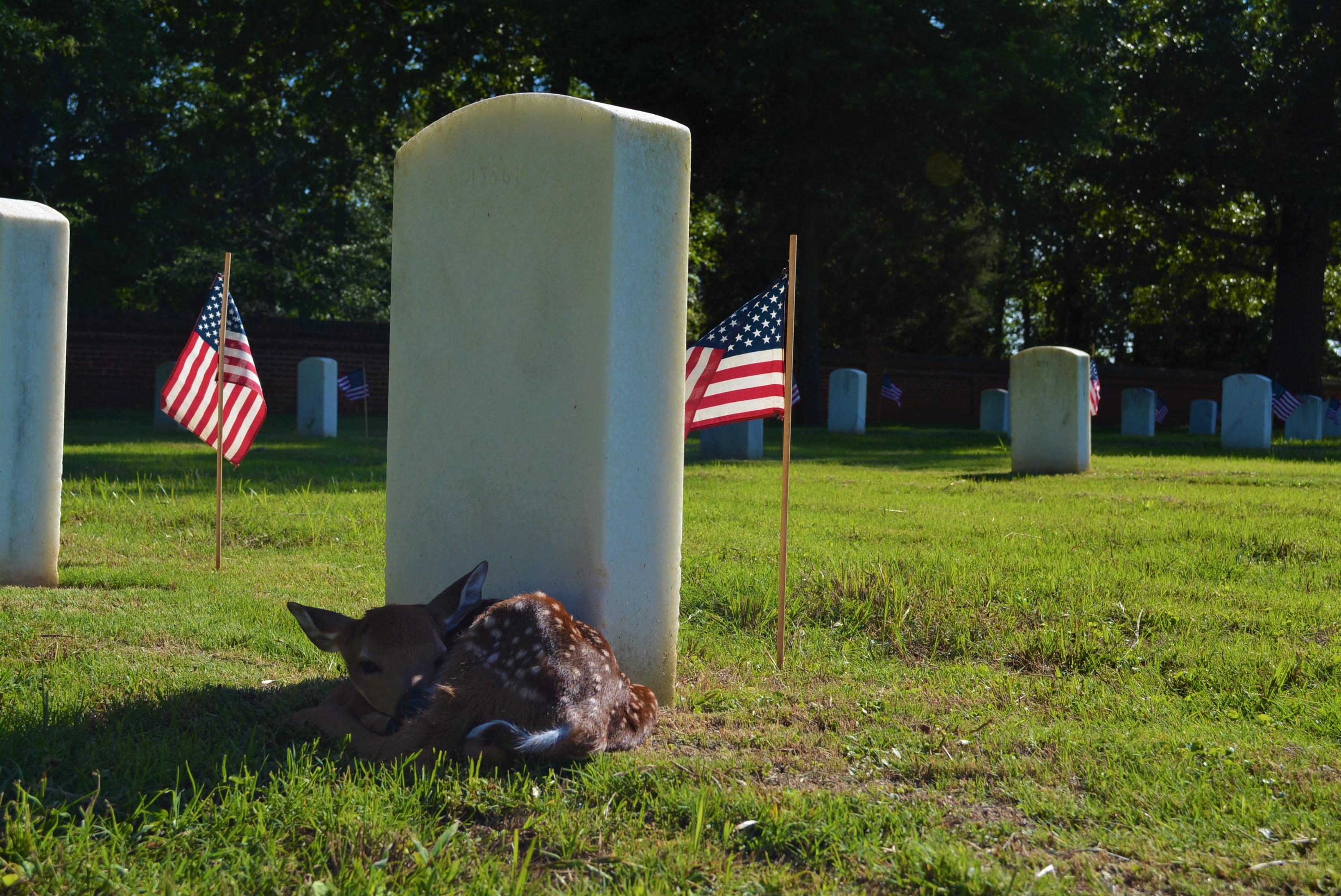 A fawn laying beside a headstone. Remember to respect the park's wildlife by not approaching it.