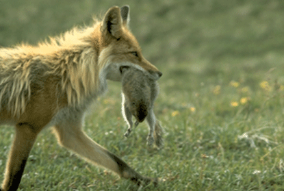 Fox with Ground Squirrel (NPS Photo)