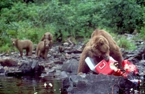 A female brown bear destroys a cooler carelessly unattended by humans while her yearling cubs look on.