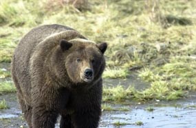 Brown bear (Ursus arctos horribilis)
