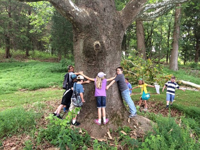 kids encircling a large sycamore tree