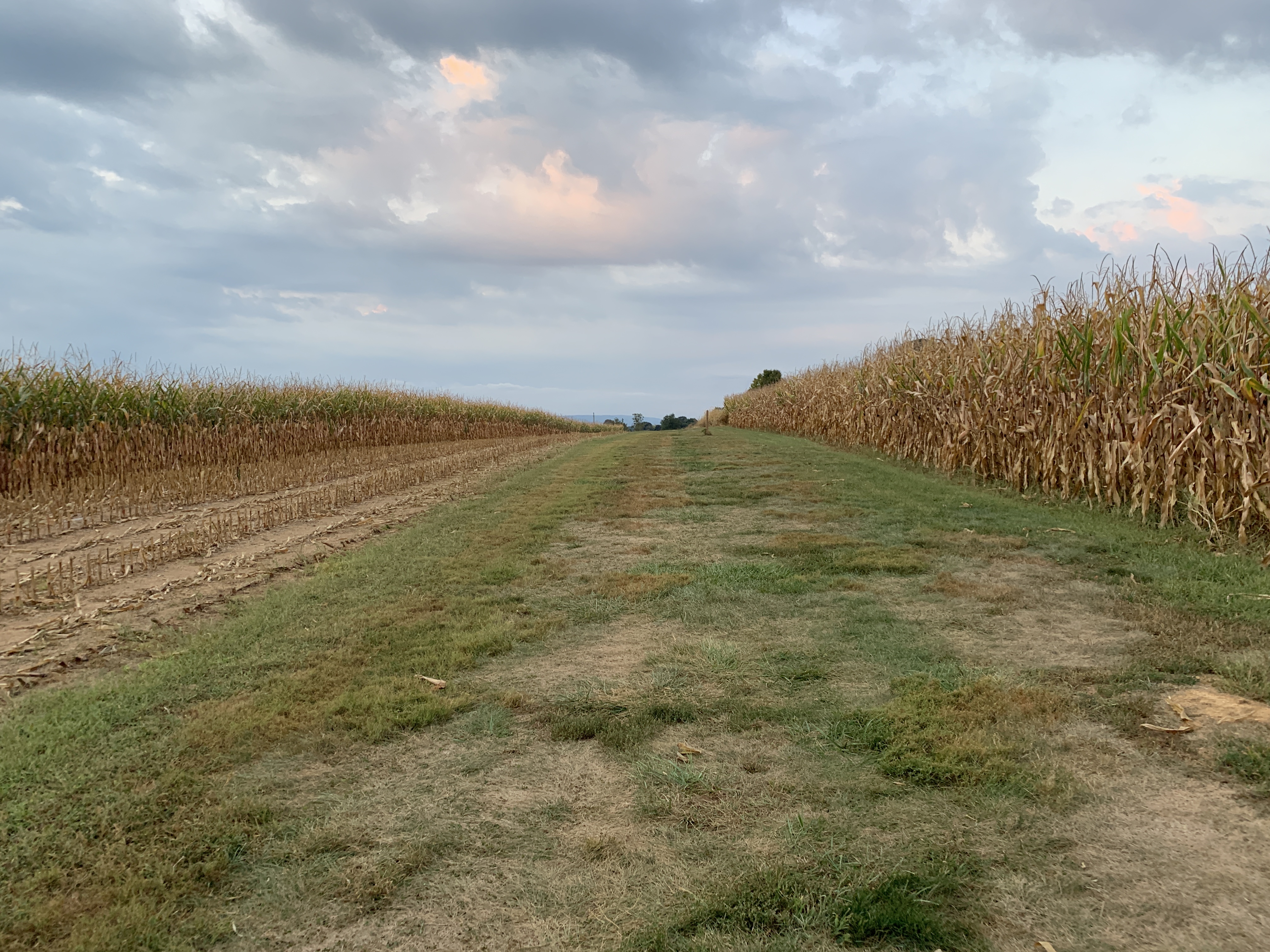 31152 W Miller´s Cornfield,Amerik.Bürgerkrieg Britain  ACW Miller´s Maisfeld 