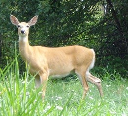 White Tailed Deer
